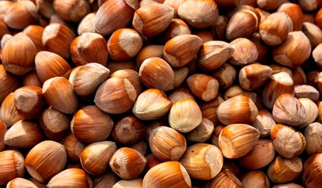 Fındıkta zorlu mesai: Üretici geceleri nöbet tutuyor