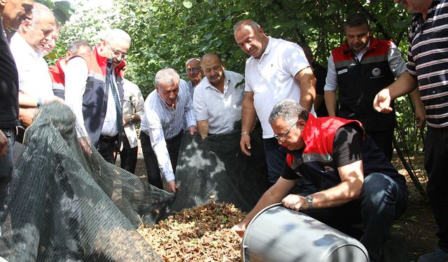 Samsun'da fındıkta maliyeti yüzde 70 düşüren sistem!
