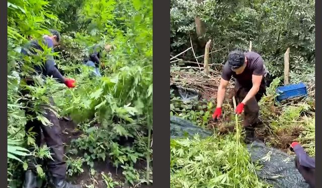 Samsun’da jandarmadan bahçeye baskın! 756 kök ele geçirildi