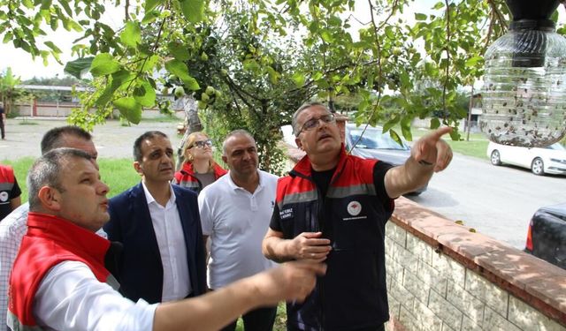 Samsun’da tarımı tehdit eden kokarcaya yeni mücadele