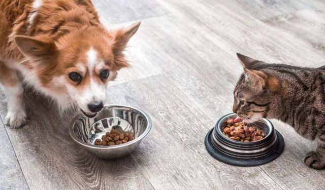 KEDİ VE KÖPEK MAMASI ALIMI