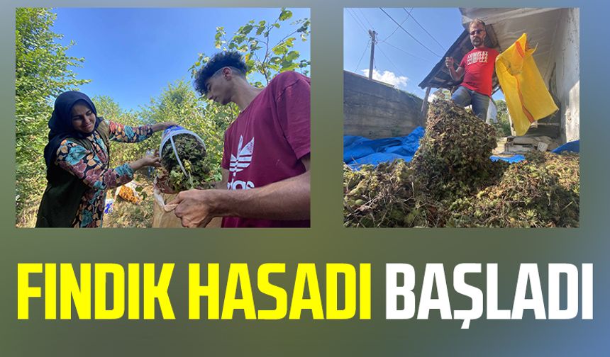 Samsun haber | Samsun'da fındık hasadı başladı