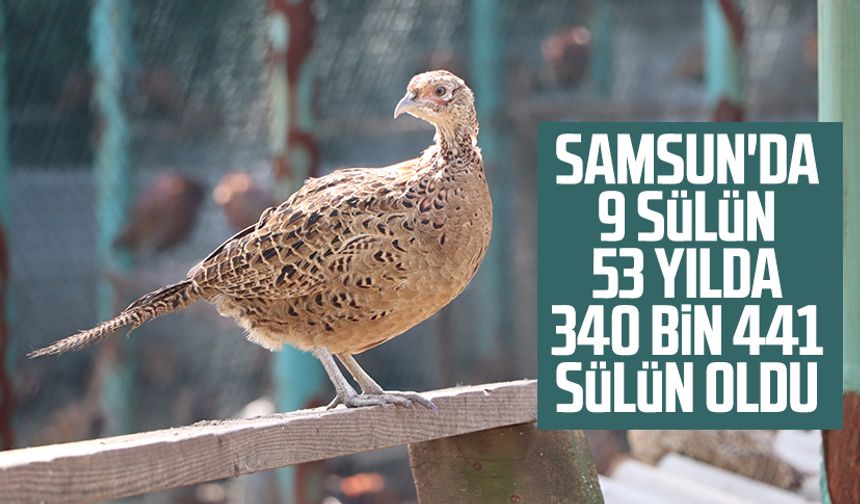 Samsun'da 9 sülün 53 yılda 340 bin 441 sülün oldu