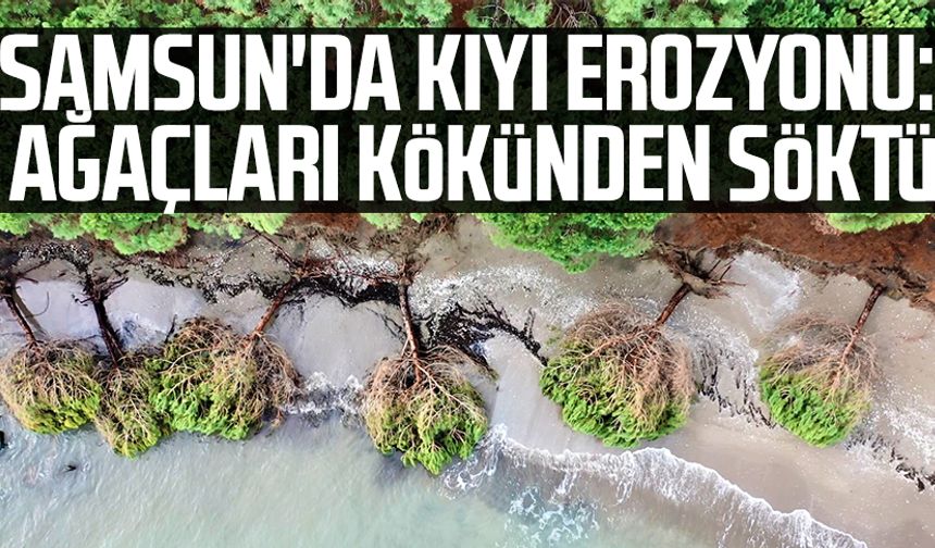 Samsun’da kıyı erozyonu: Ağaçları kökünden söktü!