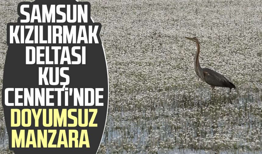 Samsun Kızılırmak Deltası Kuş Cenneti'nde doyumsuz manzara