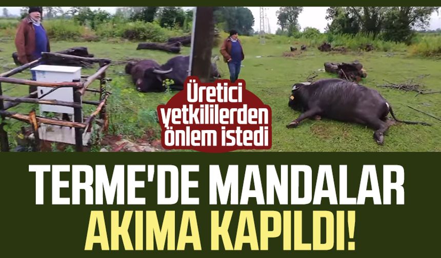 Samsun Terme'de mandalar akıma kapıldı! Üretici yetkililerden önlem istedi