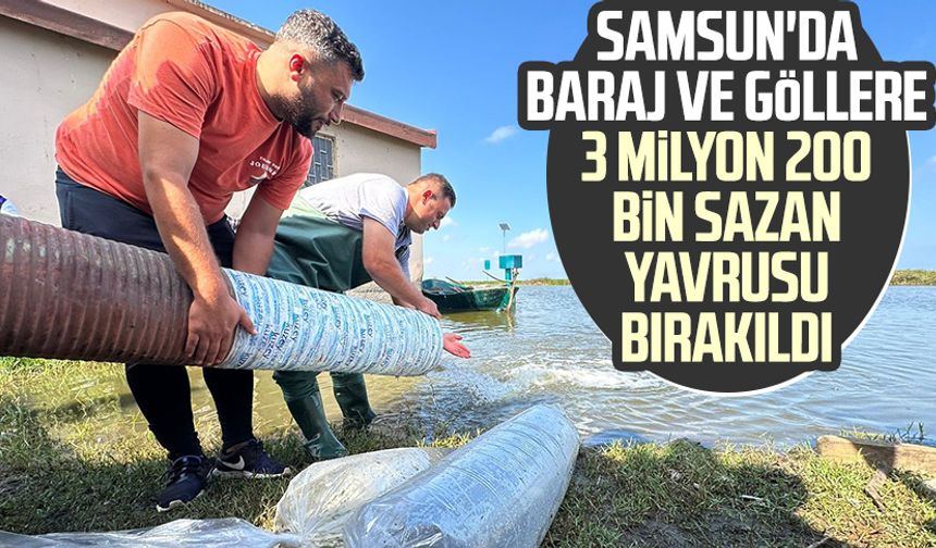 Samsun'da baraj ve göllere 3 milyon 200 bin sazan yavrusu bırakıldı