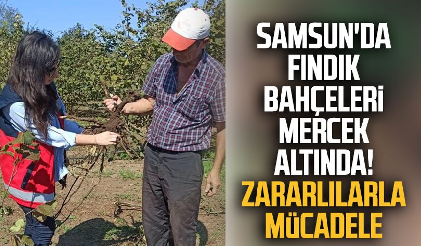 Samsun'da fındık bahçeleri mercek altında! Zararlılarla mücadele