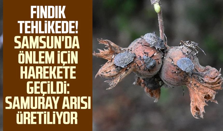 Fındık tehlikede! Samsun'da önlem için harekete geçildi: Samuray arısı üretiliyor