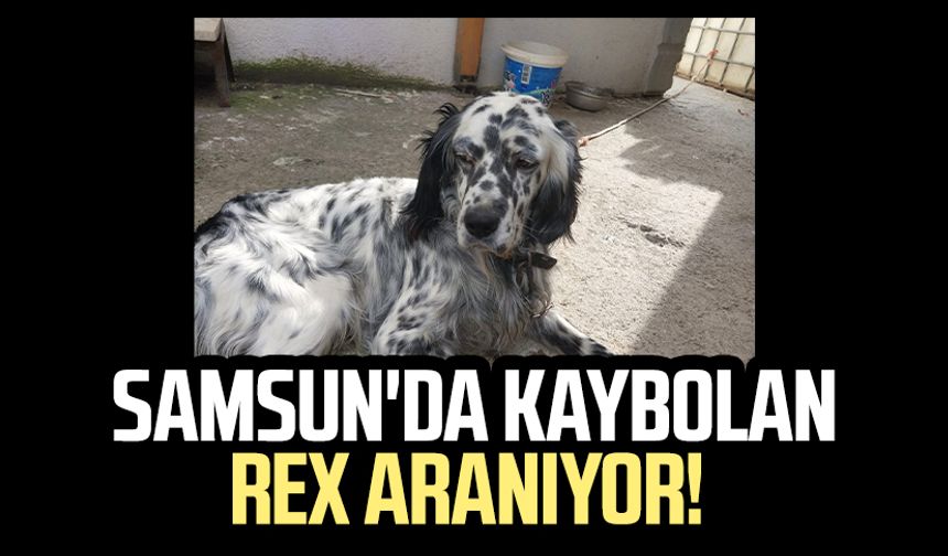 Samsun'da kaybolan REX aranıyor!