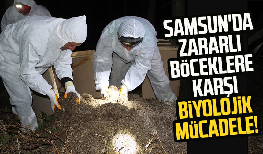 Samsun'da zararlı böceklere karşı biyolojik mücadele!