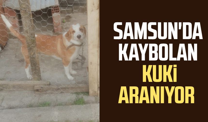 Samsun'da kaybolan köpek Kuki aranıyor