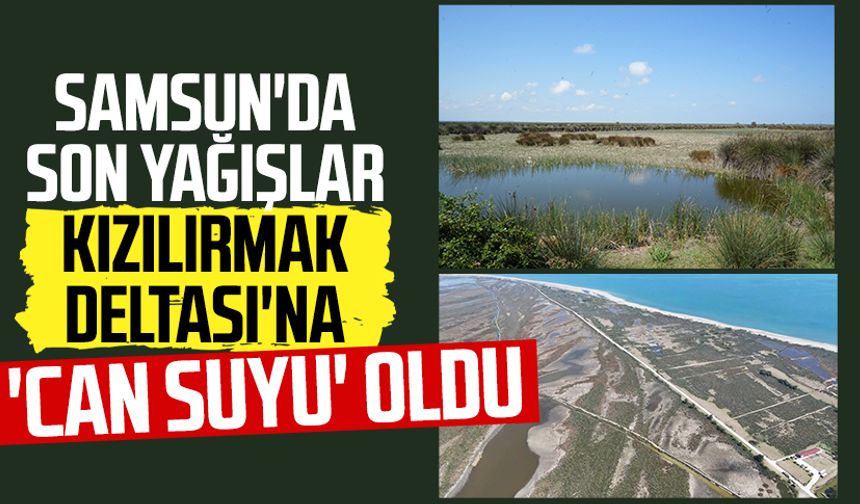 Samsun'da son yağışlar Kızılırmak Deltası'na 'can suyu' oldu