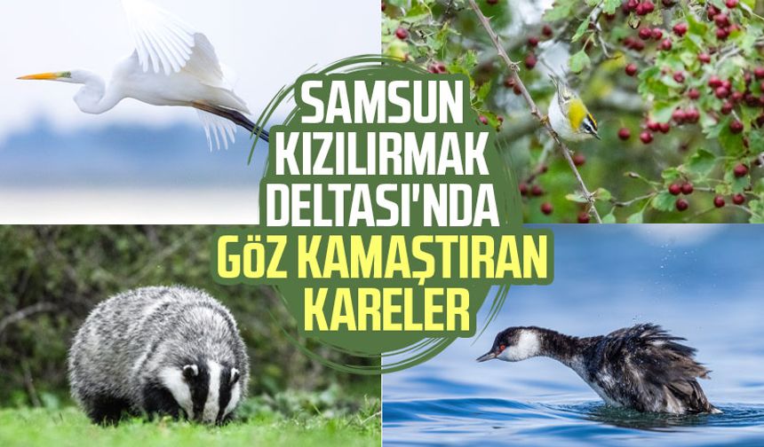 Samsun Kızılırmak Deltası'nda göz kamaştıran kareler