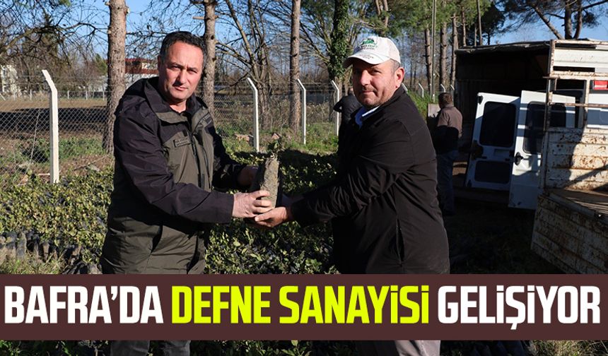 Bafra’da defne sanayisi gelişiyor