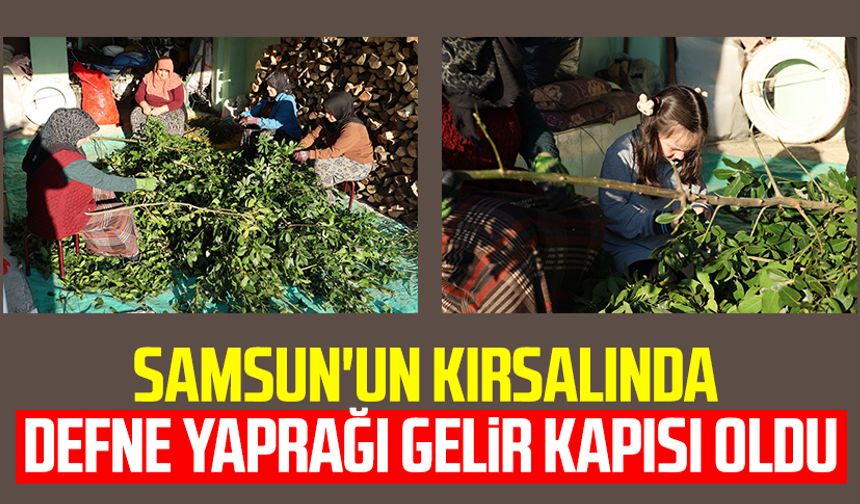 Samsun'un kırsalında defne yaprağı gelir kapısı oldu