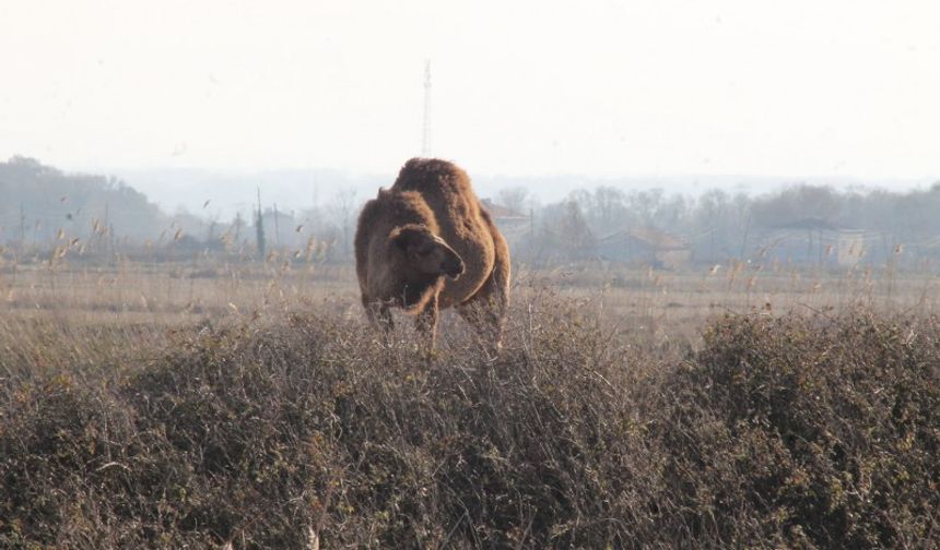 Türkiye'de görülen 500 kuş türünden 365'i burada yaşıyor. Su mandası ve yılkı atlarına da doğal yaşam alanı sunan delta, 11 familyaya ait 29 balık türüne ev sahipliği yapıyor.