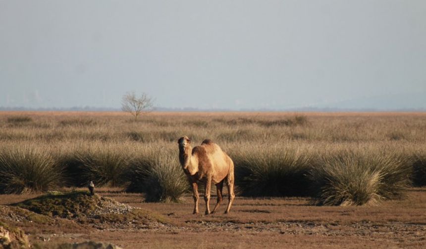 Kızılırmak Deltası'nın zengin habitatı, develere geniş otlak sunuyor.