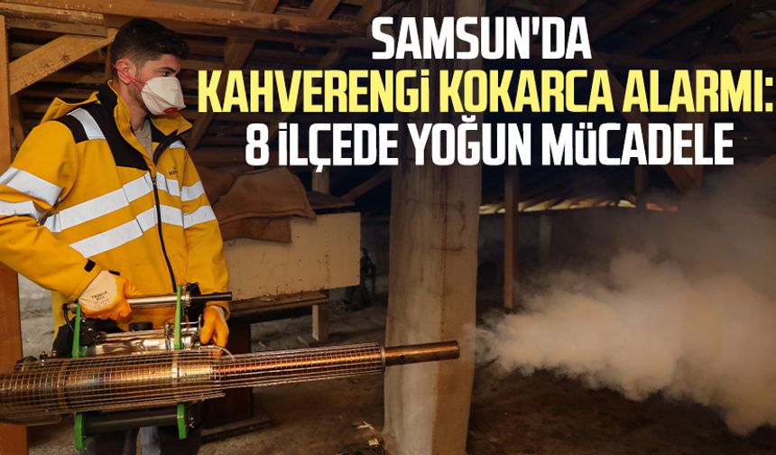 Samsun'da kahverengi kokarca alarmı: 8 ilçede yoğun mücadele