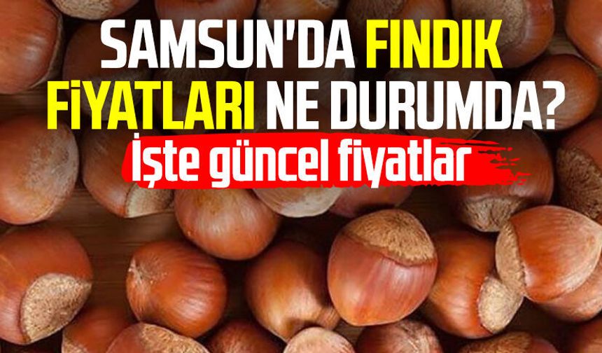 Samsun fındık fiyatları 23 Eylül 2026: İlçelerde güncel fiyatlar