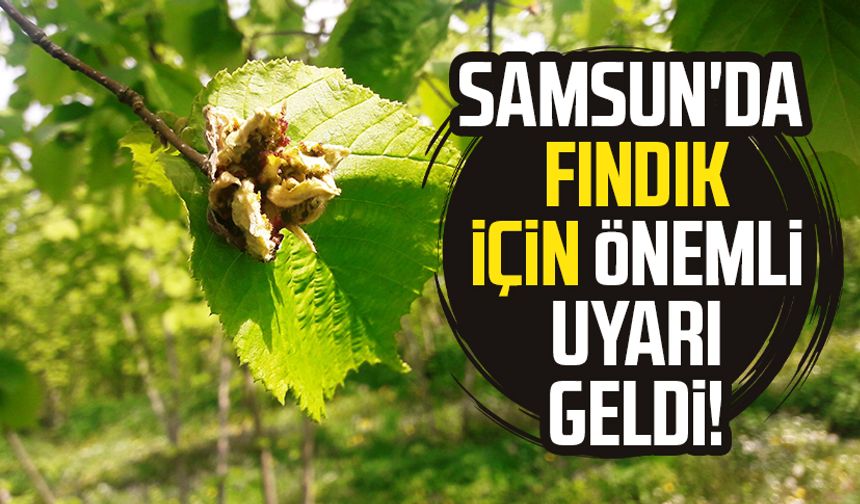 Samsun'da fındık için önemli uyarı yapıldı!