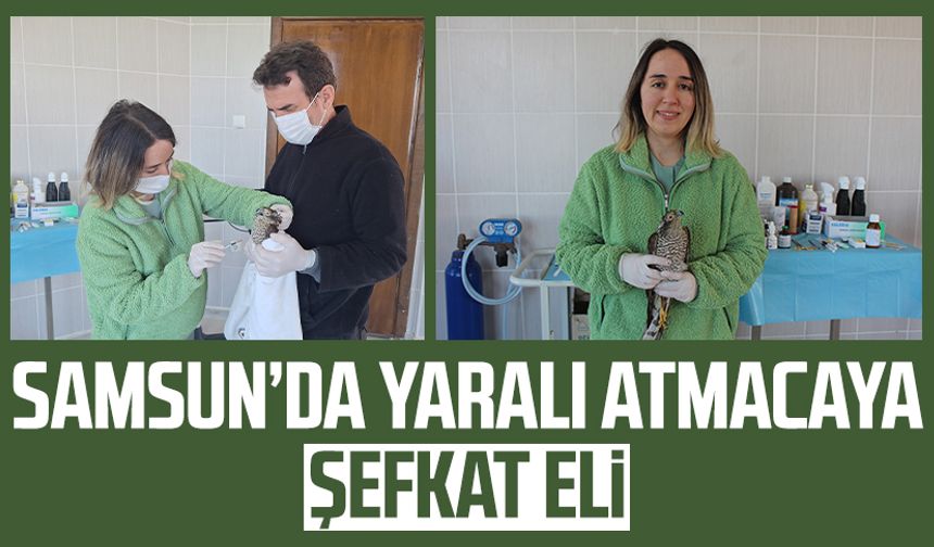 Samsun’da yaralı atmacaya şefkat eli
