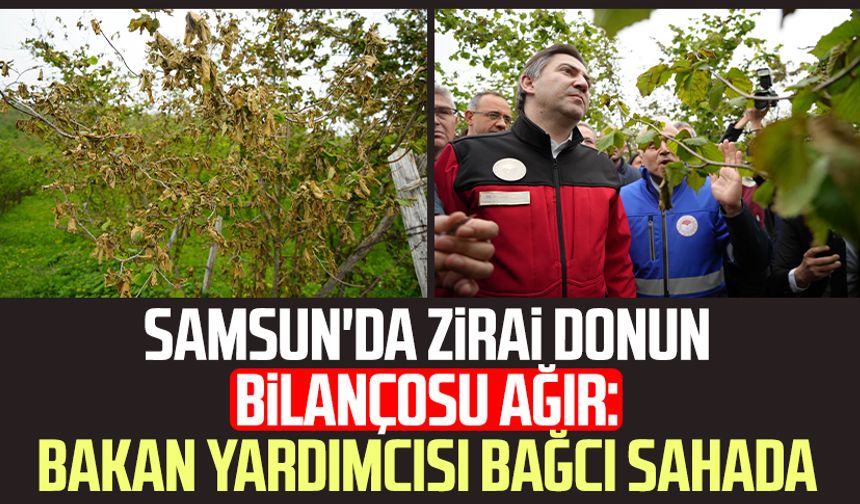 Samsun'da zirai donun bilançosu ağır: Bakan Yardımcısı Ahmet Bağcı sahada