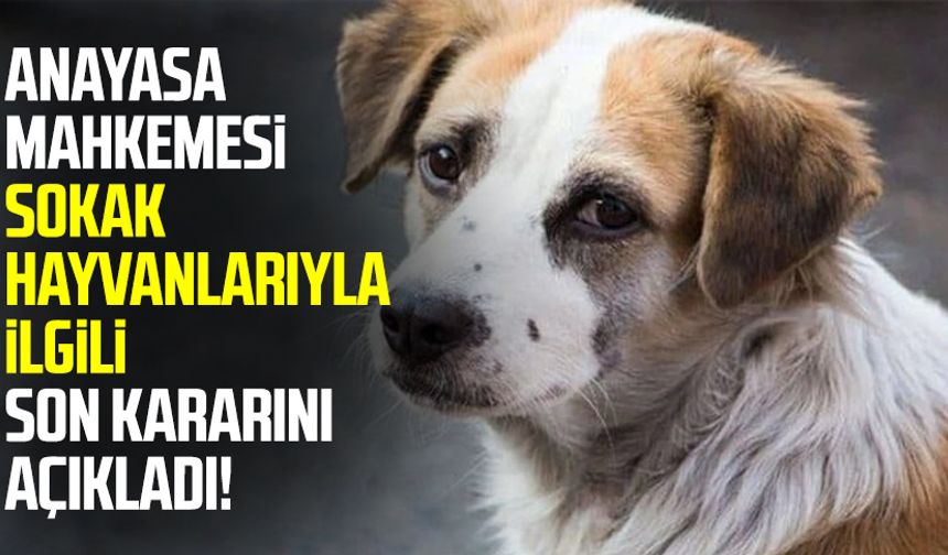 Anayasa Mahkemesi sokak hayvanlarıyla ilgili kararını açıkladı!