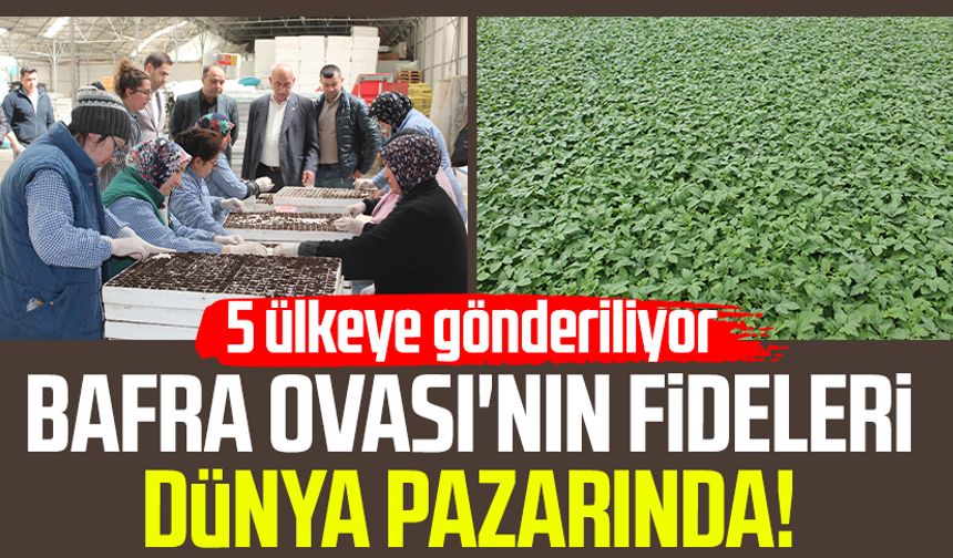 Bafra Ovası'nın fideleri dünya pazarında! 5 ülkeye gönderiliyor