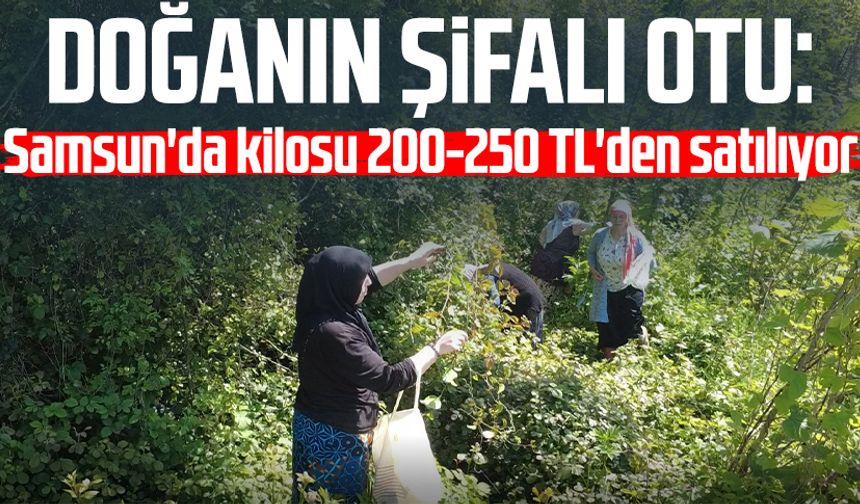 Doğanın şifalı otu: Samsun'da kilosu 200-250 TL'den satılıyor