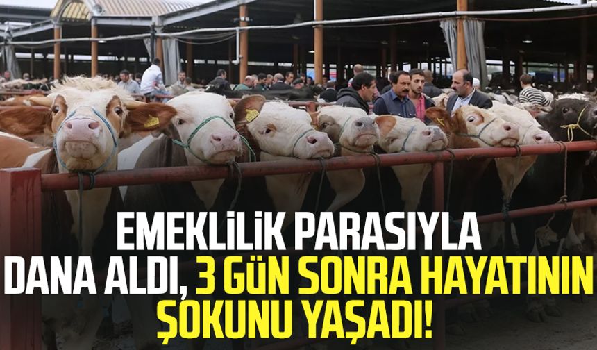 Emeklilik parasıyla dana aldı, 3 gün sonra hayatının şokunu yaşadı!