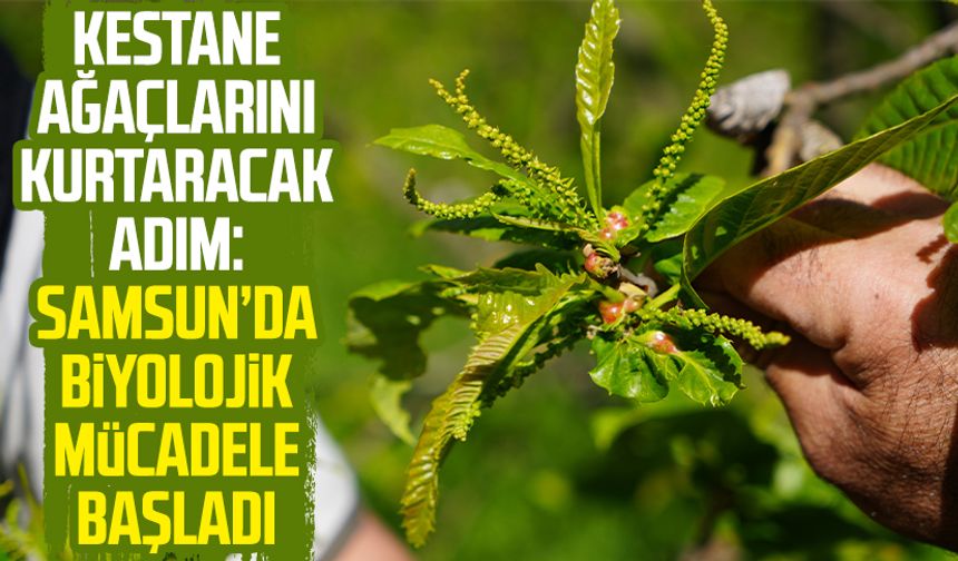 Kestane ağaçlarını kurtaracak adım: Samsun’da biyolojik mücadele başladı