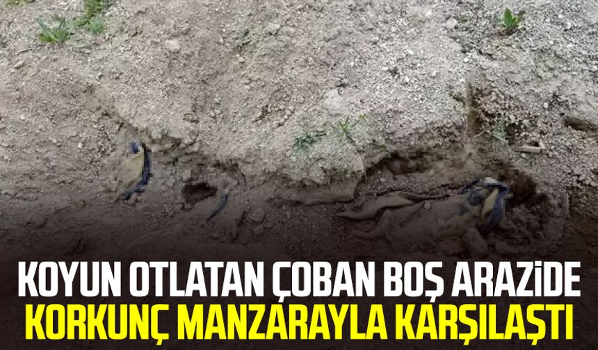 Koyun otlatan çoban boş arazide korkunç manzarayla karşılaştı