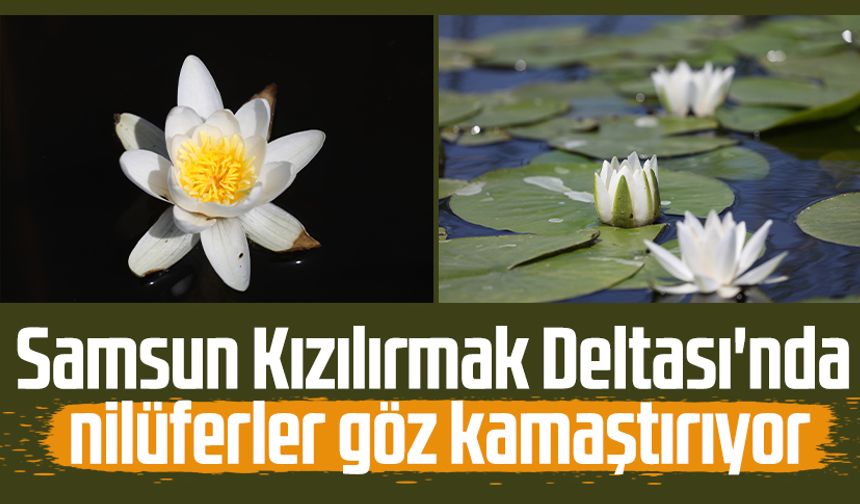 Samsun Kızılırmak Deltası'nda nilüferler göz kamaştırıyor