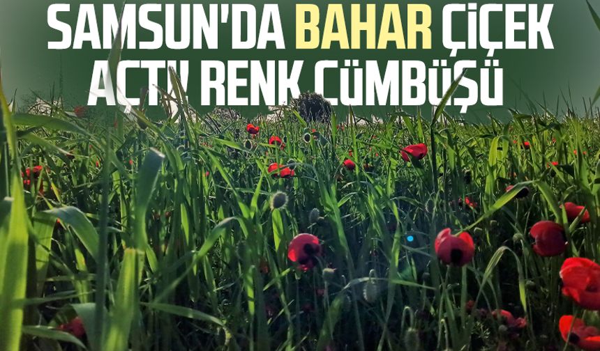 Samsun'da bahar çiçek açtı! Renk cümbüşü