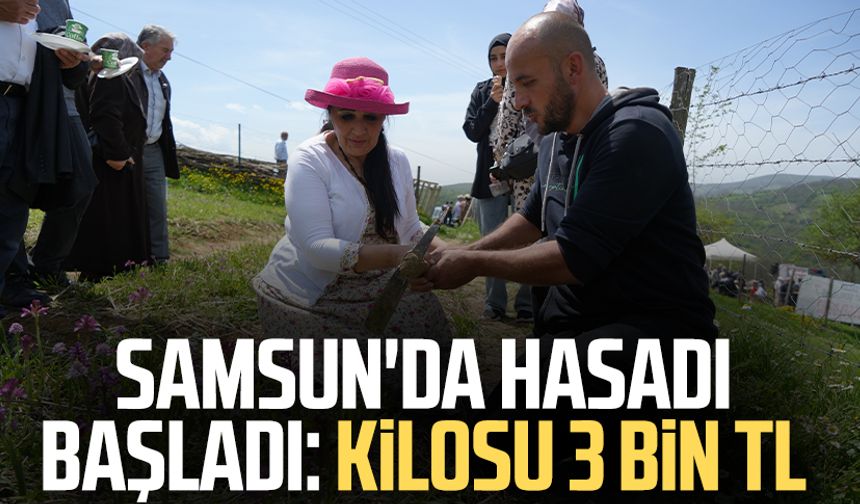 Samsun'da hasadı başladı: Kilosu 3 bin TL