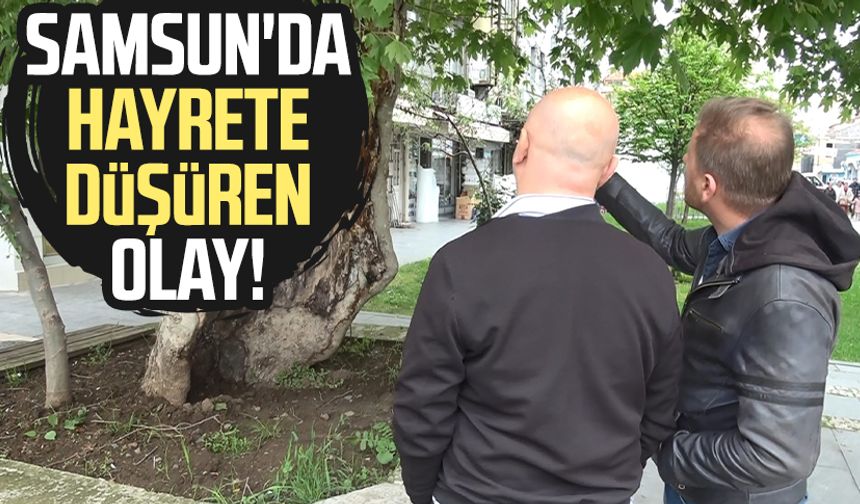 Samsun'da hayrete düşüren olay! Koruma altında