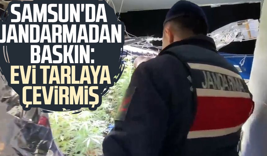 Samsun'da jandarmadan baskın: Evi tarlaya çevirmiş