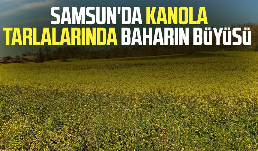 Samsun'da kanola tarlalarında baharın büyüsü