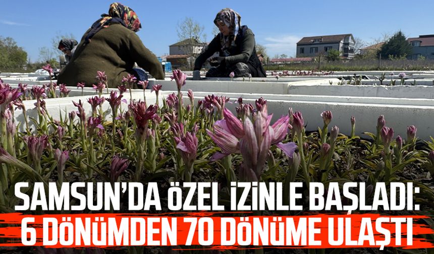 Samsun’da özel izinle başladı: 6 dönümden 70 dönüme ulaştı