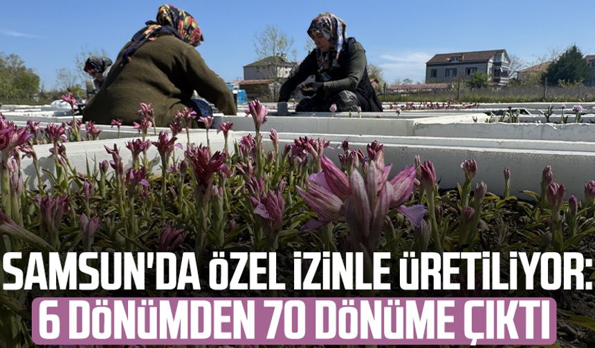Samsun'da özel izinle üretiliyor: 6 dönümden 70 dönüme çıktı