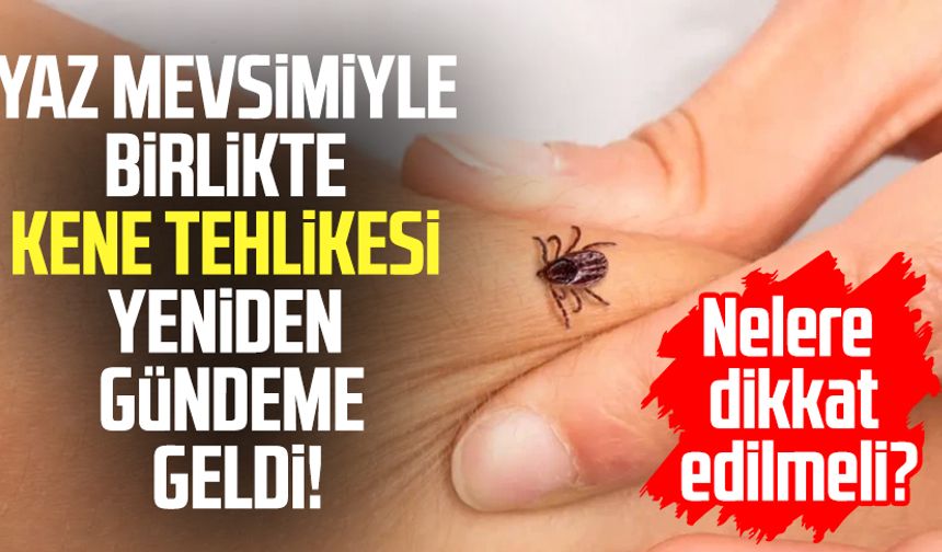 Yaz mevsimiyle birlikte kene tehlikesi yeniden gündeme geldi!