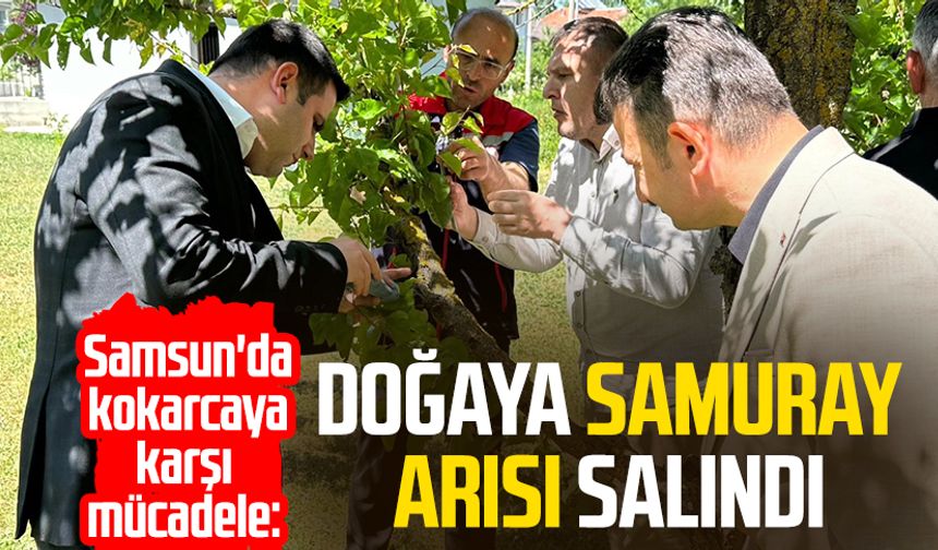 Samsun'da kokarcaya karşı mücadele: Doğaya samuray arısı salındı