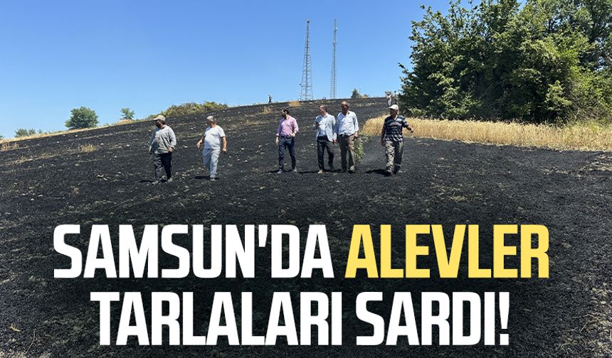 Samsun'da alevler tarlaları sardı! 50 dönüm arazi yandı