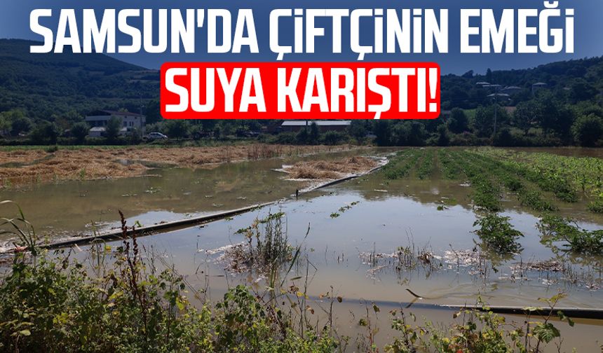Samsun'da çiftçinin emeği suya karıştı!