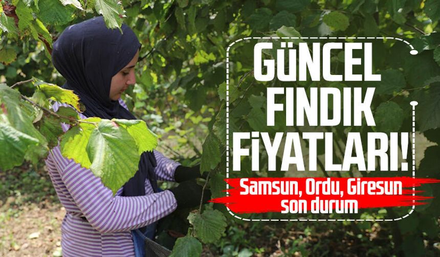 Samsun'da güncel fındık fiyatları ne kadar?