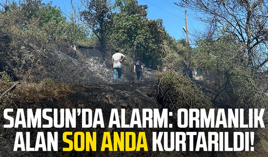 Samsun'da alarm: Ormanlık alan son anda kurtarıldı!