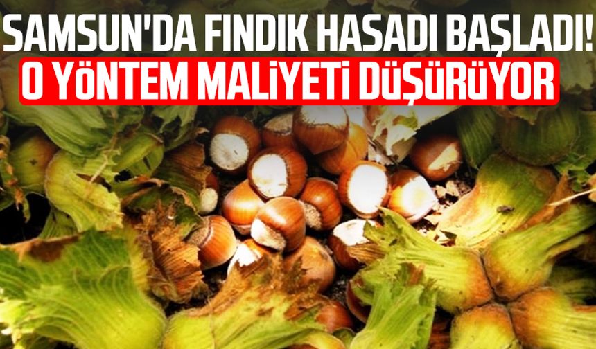 Samsun'da fındık hasadı başladı! O yöntem maliyeti düşürüyor