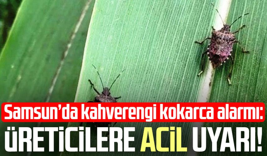 Samsun’da kahverengi kokarca alarmı: Üreticilere acil uyarı!