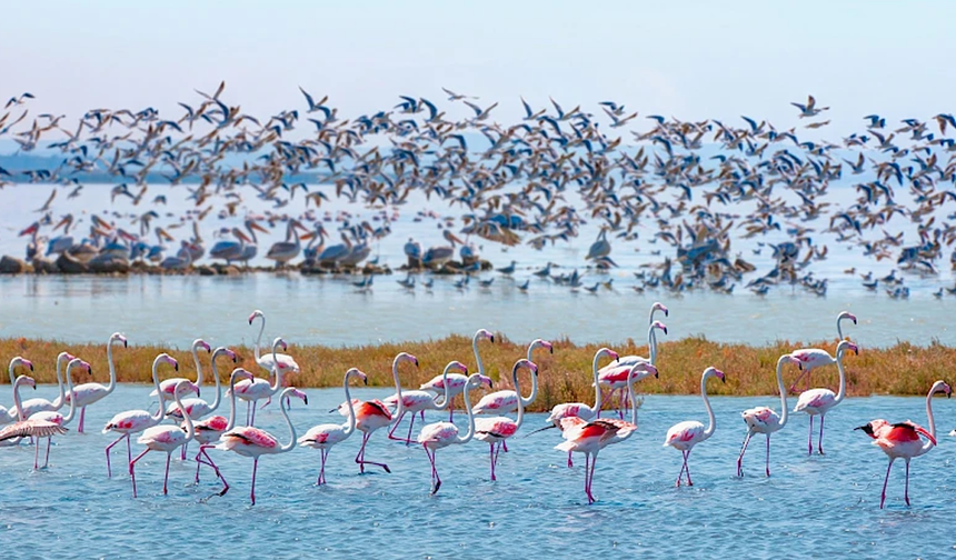 19 Mayıs’ta Kızılırmak Kuş Cenneti ve Gözlem Rotaları